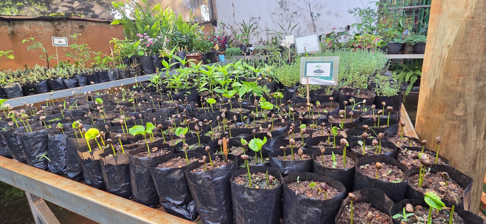 Quintais Produtivos incentiva cultivo de alimentos e plantas medicinais